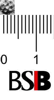 Image Description for https://www.hist-einband.de/Bilder/BSB/Cgm8627_Rosette klein.jpg