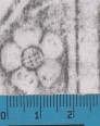 Image Description for https://www.hist-einband.de/Bilder/HAB/Rosette 1.jpg