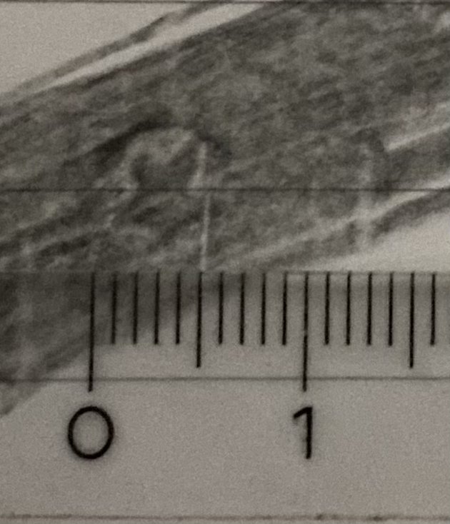 Image Description for https://www.hist-einband.de/Bilder/HAB/Werkzeugbild 8° Cod. Ms theol. 47.jpg