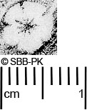 Image Description for https://www.hist-einband.de/Bilder/SBB/MIG/ebpics/images/bw409/001/bw409w07.jpg