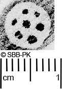 Image Description for https://www.hist-einband.de/Bilder/SBB/MIG/ebpics/images/bw409/006/bw409w03.jpg