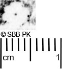 Image Description for https://www.hist-einband.de/Bilder/SBB/MIG/ebpics/images/bw715/007/bw715w02.jpg