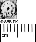 Image Description for https://www.hist-einband.de/Bilder/SBB/MIG/ebpics/images/bw727/006/bw727w05.jpg