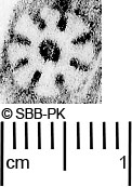 Image Description for https://www.hist-einband.de/Bilder/SBB/MIG/ebpics/images/bw815/009/bw815w05.jpg