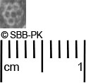 Image Description for https://www.hist-einband.de/Bilder/SBB/MIG/ebpics/images/bwx01/001/bwx01w09.jpg