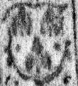 Image Description for https://www.hist-einband.de/Bilder/SBB/MIG/terminologie/bilder/645501.jpg