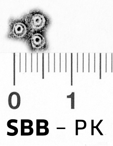 Image Description for https://www.hist-einband.de/Bilder/SBB/bd_pb_loewe_am_baum_ornam_geom_kreis_2.jpg