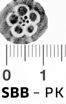 Image Description for https://www.hist-einband.de/Bilder/SBB/bg_pb_abd_rosette_5b_offen_9x9.jpg