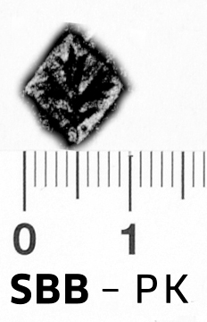 Image Description for https://www.hist-einband.de/Bilder/SBB/bg_pb_brsf_blatt_rispe_gefiedert_rhombus_11x9.jpg