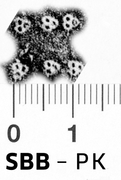 Image Description for https://www.hist-einband.de/Bilder/SBB/bg_pb_brsf_ornamgeometr_punkte_2x2.jpg