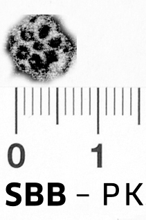 Image Description for https://www.hist-einband.de/Bilder/SBB/bg_pb_brsf_rosette_6b_blkreisf_offen_7x7.jpg