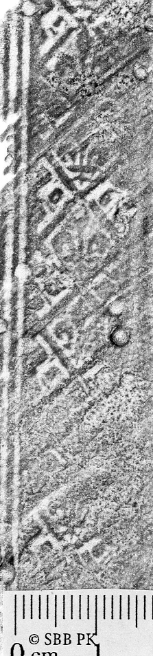 Image Description for https://www.hist-einband.de/Bilder/SBB/bm000158.png