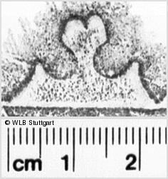 Image Description for https://www.hist-einband.de/Bilder/WLB/MIG/images/s0021110.jpg