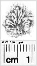 Image Description for https://www.hist-einband.de/Bilder/WLB/MIG/images/s0024007.jpg