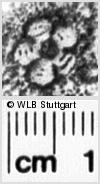 Image Description for https://www.hist-einband.de/Bilder/WLB/MIG/images/s0024304.jpg