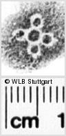 Image Description for https://www.hist-einband.de/Bilder/WLB/MIG/images/s0024305.jpg