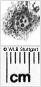 Image Description for https://www.hist-einband.de/Bilder/WLB/MIG/images/s0025406.jpg