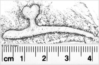 Image Description for https://www.hist-einband.de/Bilder/WLB/MIG/images/s0036605.jpg