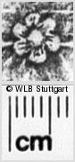 Image Description for https://www.hist-einband.de/Bilder/WLB/MIG/images/s0045022.jpg