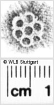 Image Description for https://www.hist-einband.de/Bilder/WLB/MIG/images/s0051917.jpg