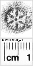 Image Description for https://www.hist-einband.de/Bilder/WLB/MIG/images/s0051918.jpg