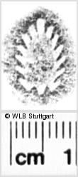 Image Description for https://www.hist-einband.de/Bilder/WLB/MIG/images/s0052036.jpg