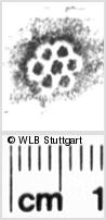 Image Description for https://www.hist-einband.de/Bilder/WLB/MIG/images/s0054407.jpg