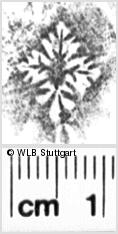 Image Description for https://www.hist-einband.de/Bilder/WLB/MIG/images/s0054512.jpg