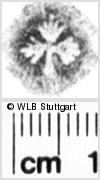 Image Description for https://www.hist-einband.de/Bilder/WLB/MIG/images/s0054728.jpg