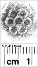 Image Description for https://www.hist-einband.de/Bilder/WLB/MIG/images/s0055921.jpg