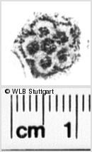 Image Description for https://www.hist-einband.de/Bilder/WLB/MIG/images/s0062910.jpg