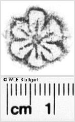 Image Description for https://www.hist-einband.de/Bilder/WLB/MIG/images/s0066805.jpg