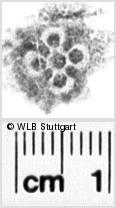 Image Description for https://www.hist-einband.de/Bilder/WLB/MIG/images/s0071012.jpg