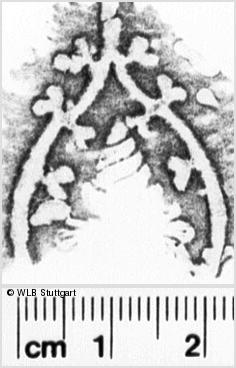 Image Description for https://www.hist-einband.de/Bilder/WLB/MIG/images/s0072032.jpg