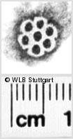 Image Description for https://www.hist-einband.de/Bilder/WLB/MIG/images/s0072212.jpg