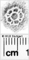 Image Description for https://www.hist-einband.de/Bilder/WLB/MIG/images/s0073610.jpg