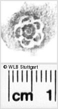 Image Description for https://www.hist-einband.de/Bilder/WLB/MIG/images/s0081013.jpg