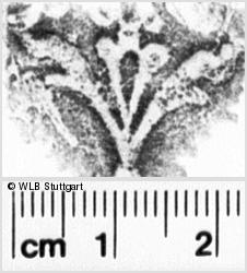 Image Description for https://www.hist-einband.de/Bilder/WLB/MIG/images/s0081201.jpg