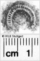 Image Description for https://www.hist-einband.de/Bilder/WLB/MIG/images/s0082010.jpg