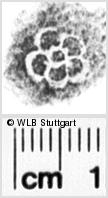 Image Description for https://www.hist-einband.de/Bilder/WLB/MIG/images/s0082106.jpg