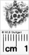 Image Description for https://www.hist-einband.de/Bilder/WLB/MIG/images/s0082405.jpg