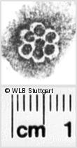 Image Description for https://www.hist-einband.de/Bilder/WLB/MIG/images/s0091209.jpg