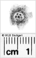 Image Description for https://www.hist-einband.de/Bilder/WLB/MIG/images/s0092410.jpg