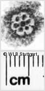 Image Description for https://www.hist-einband.de/Bilder/WLB/MIG/images/s0093302.jpg
