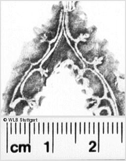 Image Description for https://www.hist-einband.de/Bilder/WLB/MIG/images/s0093428.jpg