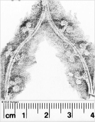 Image Description for https://www.hist-einband.de/Bilder/WLB/MIG/images/s0093836.jpg