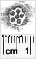 Image Description for https://www.hist-einband.de/Bilder/WLB/MIG/images/s0103911.jpg