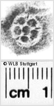 Image Description for https://www.hist-einband.de/Bilder/WLB/MIG/images/s0104211.jpg