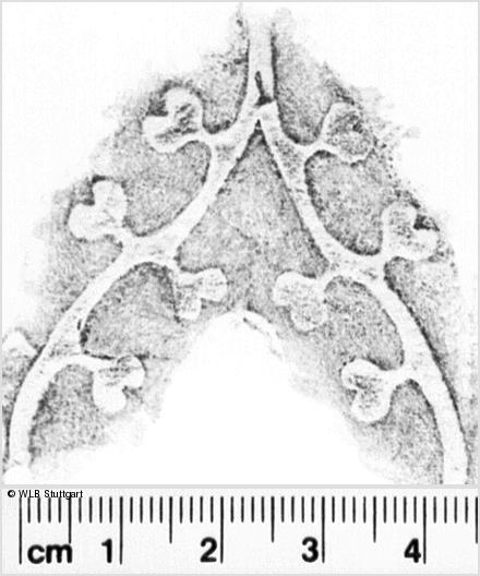 Image Description for https://www.hist-einband.de/Bilder/WLB/MIG/images/s0104602.jpg