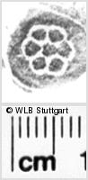 Image Description for https://www.hist-einband.de/Bilder/WLB/MIG/images/s0110445.jpg